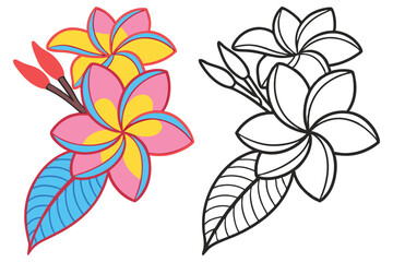 Beautiful Plumeria Flowers Illustration with Coloring Page Option Tropical Floral Design