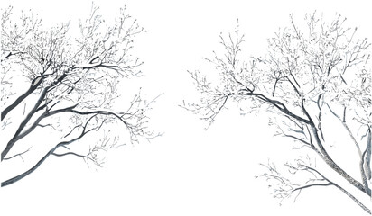 Snowy wintertime trees branches, isolated on transparent background, png, covered snow branches, winter landscape, snow trees, transparent snowy branches