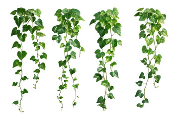 Set of Green creeper isolated on transparent or white background, png