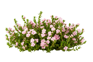 Beautiful pink bell heather plant with green leaves, cut out transparent