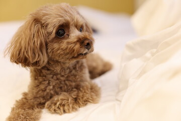 ベッドでくつろぐトイ・プードル