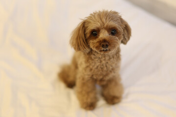 ベッドでまどろむトイ・プードル