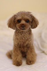 ベッドでくつろぐトイ・プードル