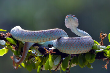 Viper blue insularis on a tree branch