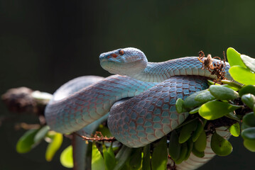 Viper blue insularis on a tree branch