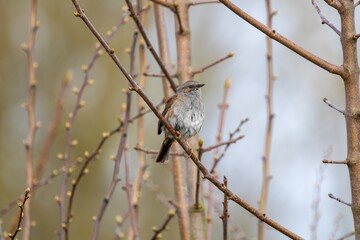 Speckle accentor Perched on Budding Branch