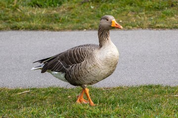 Gray Goose Walking in a Park