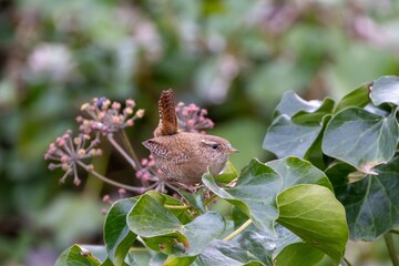 Wren Bird Perched on Leafy Branch
