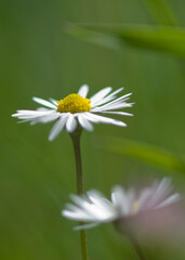 white daisy flower, Bellis perennis, common European daisy Sardinia, Italy © antasfoto