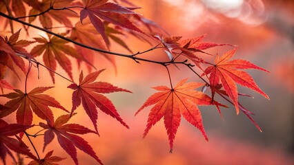 Bright red maple leaves and yellow foliage catch the autumn sun