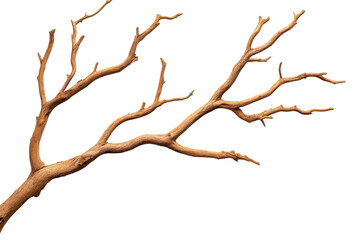 Dried branch on black background. Forest aesthetics, cut out transparent