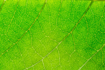 Macro leaf texture,Leaf Close Up Picture. Plant leaf macro. Plant leaf texture macro Close-up.