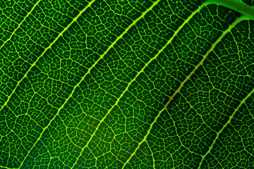 Macro leaf texture,Leaf Close Up Picture. Plant leaf macro. Plant leaf texture macro Close-up.