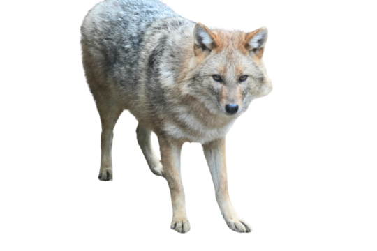  golden jackal (Canis aureus), Isolated on a Transparent Background PNG	