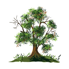 Obraz premium pipal tree or Sacred fig tree in large size with bright green big leaves illustration