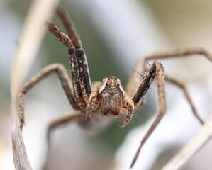 spider on a web