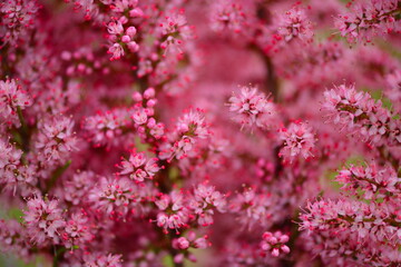 spring flower 1316