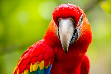 Obraz premium Brilliant Scarlet Macaw Displaying Its Vibrant Red, Blue, and Yellow Feathers in a Lush Tropical Setting, Showcasing the Beauty of Exotic Wildlife