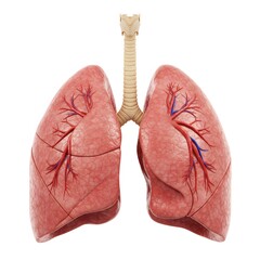 Generative ai of stunning photorealistic rendering showcases a pair of human lungs set against a pristine white background.