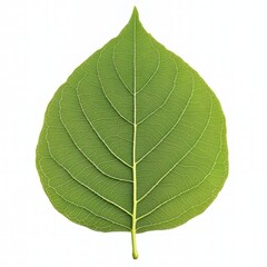 Obraz premium Generic Perfectly Symmetrical Overview Leaf Green Texture