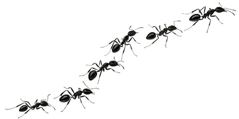 A diagonal line of black ants marching on a completely black background