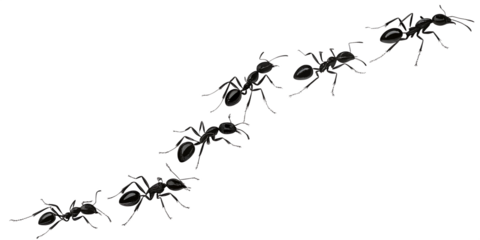 A diagonal line of black ants marching on a completely black background