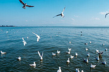 Numerous seagulls on the shores of the lake