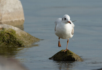 black headed gull
