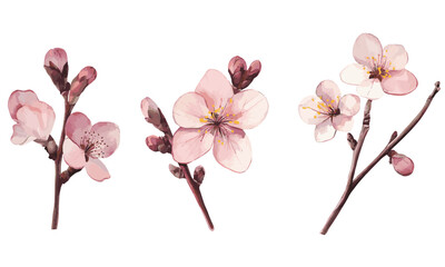 Fototapeta premium pink cherry blossom flower branch set. Flat Vector watercolor illustration isolated on white background