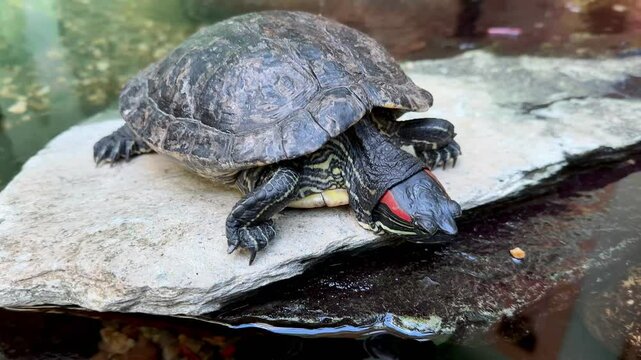 A red-eared slider turtle basking on a rock near a pond, showcasing its unique shell and vibrant colors.