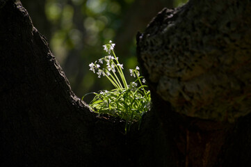 tree in the forest. Three-cornered Garlic growing at the fork between two branches of an oak tree....