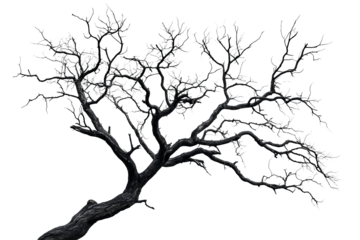 Bare twisted tree with white outlines on black, cut out transparent