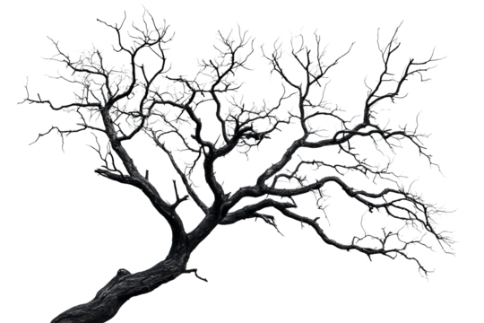 Bare twisted tree with white outlines on black, cut out transparent