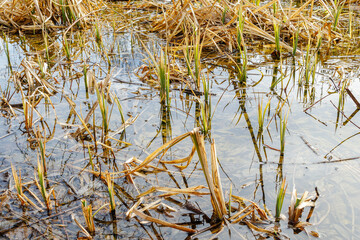 Close-up of young green reed shoots emerging from shallow water in a wetland, representing new growth and seasonal renewal.