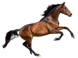 handsome brown stallion galloping jumping isolated on white background,  PNG.