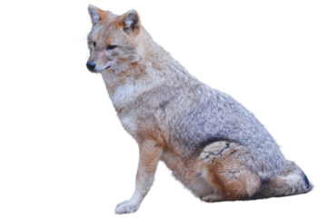 golden jackal (Canis aureus) Isolated on a Transparent Background PNG	