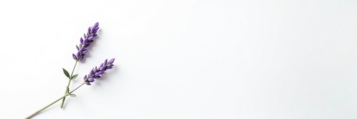 White background with a small sprig of lavender, herb, lavender