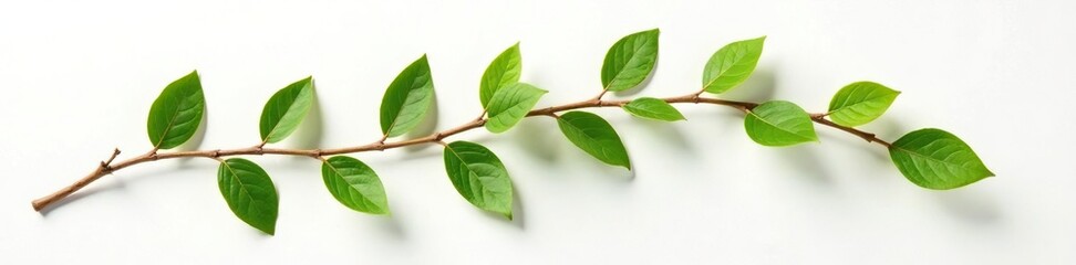 Obraz premium Curved branch with leaves isolated on white paper, leaves, nature