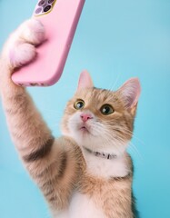 Creative concept photo of pet domestic cat sitting on sofa couch holding using smartphone chating surfing internet taking selfie at cozy home interior.