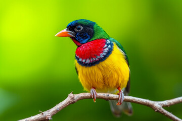 Fototapeta premium Vibrant Gouldian Finch Perched on a Tree Branch, Showcasing Its Brilliant Colors and Delicate Plumage in a Serene Natural Setting