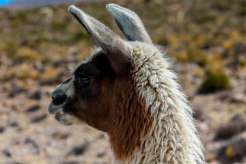 Llama and alpaca herds in the Andes mountain pasture in South America. Domestic animals in Peru. Fluffy furry llamas and alpacas in the wild nature on the green grass and desert soil on high altitude