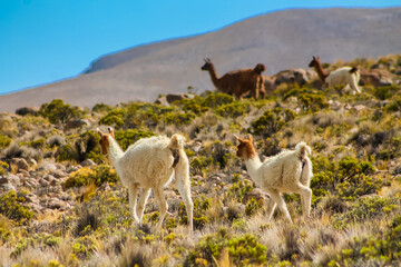 Fototapeta premium Llama and alpaca herds in the Andes mountain pasture in South America. Domestic animals in Peru. Fluffy furry llamas and alpacas in the wild nature on the green grass and desert soil on high altitude
