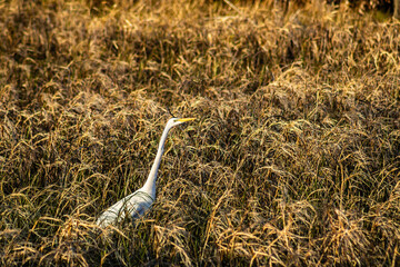 Great Egret in the marsh surrounding Lake Eustis in Eustis, Florida
