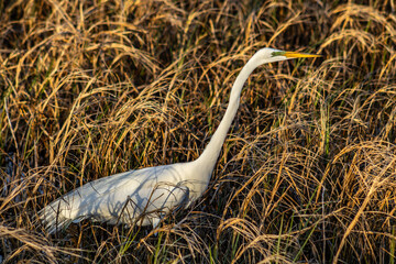 Great Egret in the marsh surrounding Lake Eustis in Eustis, Florida