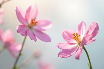 Fototapeta premium Delicate flower blooms on crisp white background, delicate, petals, bloom