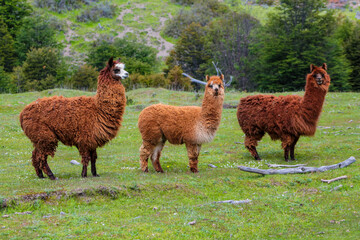 Llama and alpaca herds in the Andes mountain pasture in South America. Domestic animals in Peru....