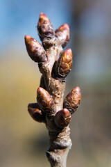 Flower buds of a tree in spring.
