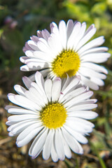 Fototapeta premium Daisy flowers, spring early blooming 