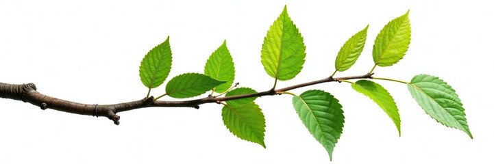 Large isolated branch against a plain white background, natural, forest