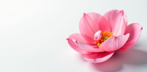 Obraz premium Delicate petals of a flower unfold on a white background, blossom, petal, floral